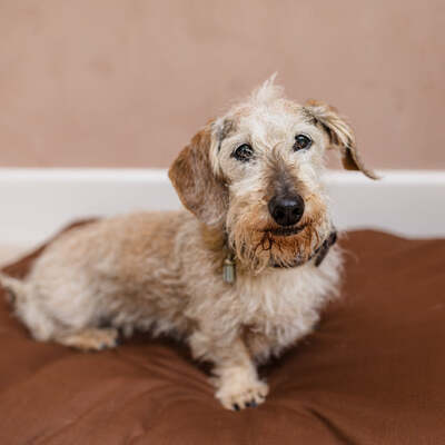 Dog Bed Duvet & Dog Bed Duvet Cover Sml/Med Polycotton Chocolate - Small to Medium
